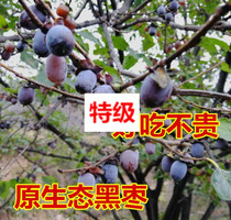Zanhuang specialty natural wild big black jujube new wild medicinal black jujube non-seedless jujujube