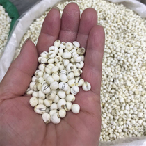 Sichuan scallop mother 500g grams 195 yuan pointed fritillary mother small scallop mother pine shell Sichuan Chuanbei pearl shell rice shell