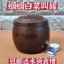 Black worm oil gourd songworms called cans crickets crickets play grasshopper cans two grasshopper cans