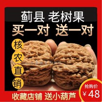 Vin Playing Walnut Thistle County Four Buildings Lions Head Wild Natural Dwarf Stuffles Stuffy Health Newcomer to Buy One-One-One-One-One-One-One-One-One-One-One -