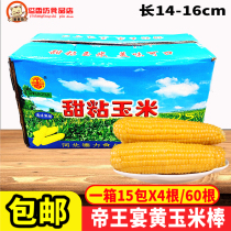 Imperial feast Sweet sticky corn cob 14cm-16cm Breakfast yellow corn barbecue whole grain ingredients boiled soup 60