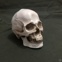 Skull small skull art teaching aids teaching sketching head skeleton skull anatomy simulation pocket skull model