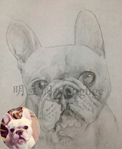 Pet photo portrait sketch color portrait portrait drawing photo Bulldog pure hand-painted gift