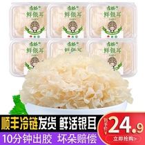 Gusong Fujian specialty Gutian fresh white fungus non-dry goods snow ear white wood tremella lotus soup 6 600g