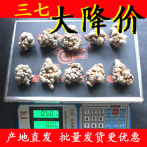 Yunnan Wenshan Sanqi with scissors producing area straight hair 10 heads 12 heads 20 headbands seven non-slippery heads seven can be beaten