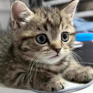 中华田园三花猫-中华田园三花猫促销价格、中华田园三花猫品牌- 淘宝