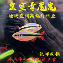 Royal Blue Devil Fish Small Tropical Freshwater Lights Tour High-end Grass Cylinder South American Live