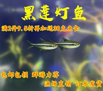 Black Lotus Lightfish Small Tropical Freshwater Watching Fish Ball Visit Living Fish Fish