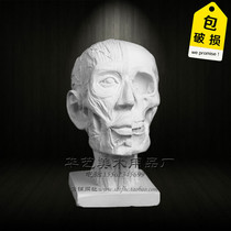 Painted Yue art plaster figure head anatomy muscle skull sketch plaster art room sketching still life equipment