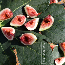 Dried figs green certification non-Xinjiang dried fruit pregnant women natural sulfur-free snacks 100g