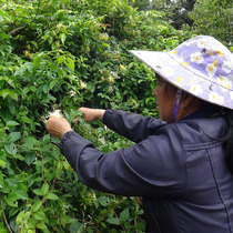 Xiaojiang parents pick 2021 new goods alpine wild honeysuckle dry goods 100g brewed flower tea baby bath