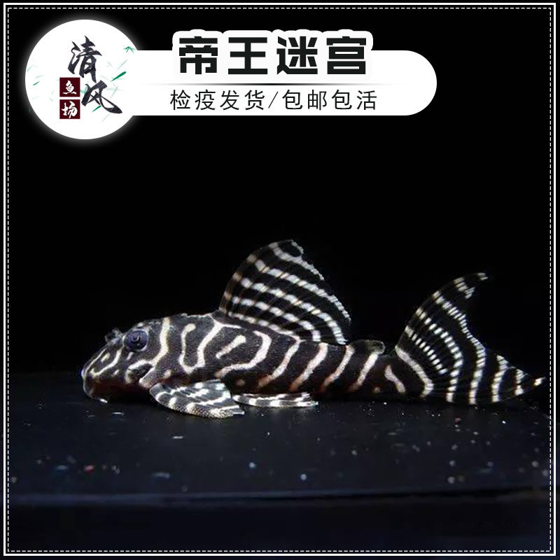 l333帝王迷宫-l333帝王迷宫促销价格、l333帝王迷宫品牌- 淘宝