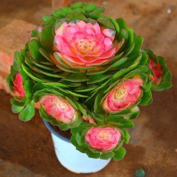 法师多肉植物老桩-法师多肉植物老桩促销价格、法师多肉植物老桩品牌- 淘宝