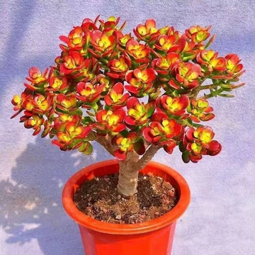 老桩多肉植物-老桩多肉植物促销价格、老桩多肉植物品牌- 淘宝