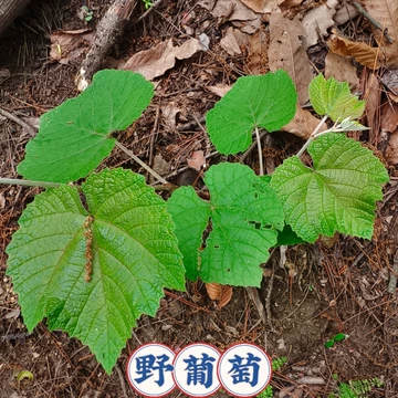 野葡萄 苗 ② 野葡萄苗-野葡萄苗促销价格、野葡萄苗品牌- 淘宝