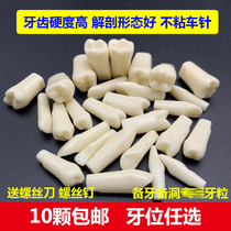 Dentist exam preparation teeth practice teeth dental resin simulation tooth particles resin loose teeth oral cavity isolated teeth preparation teeth