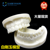 Dental oral model dentist practice standard dental model Dental Practice Examination White corundum hole polishing