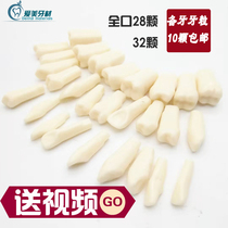 Dental preparation model simulation tooth particles resin loose teeth open pulp dental examination practice dental materials oral consumables