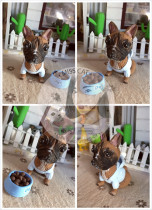 Photo custom-made ultra-light clay pet dog cartoon custom diy creative gift Sage