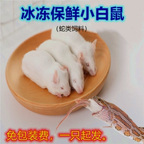 Frozen adult rat Frozen mouse Mouse Pet snake Crocodile Turtle Horned frog Feeding feed Rat cat food Snake open food