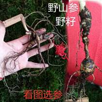 Linxia pure wild sown seed ginseng 20 years old white Mountain wild mountain ginseng seed goods Laoshan Ginseng health fresh ginseng bubble wine tonic