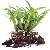 Qibao Tang authentic Huoshan rice seedlings 4 years 20 strains of Dendrobium candidum can be made