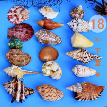Natural conch shell package combination coral starfish fish tank decoration landscape wedding props home layout platform
