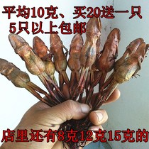 Northeast Changbai Mountain snow clam whole toad dry forest frog dry 8-12 grams Average 10 grams(more than 5)