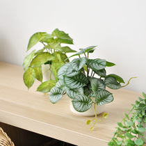Jiusi simulation green plant fruit taro silver fog turtle back leaves table hanging bionic small potted decoration art405