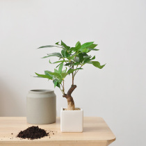 Chinese simulation fortune tree green plant table set potted landscape study living room Model Room restaurant decoration floral art350