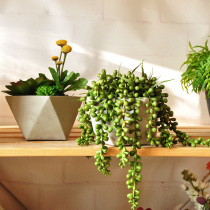 Jiu Si hand-made simulation fleshy potted real plants Home office small ornaments art206