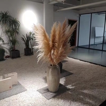Natural net red big reed pampas grass dried flower wedding decoration shooting props landing super large fluffy eternal flower bouquet