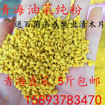 2021 Qinghai rapeseed pure pollen feeding bee pollen bee bee feed bee pollen pure rape pollen