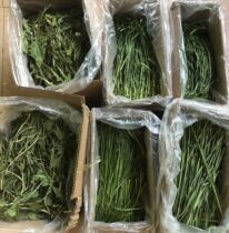 2021 premium quality rye grass oatmeal grass wheat grass dandelion chicory carrot tassel