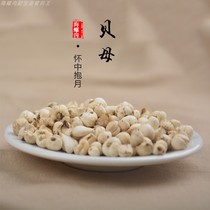 Ganzi Hailuogou Plateau Specialty Authentic Sichuan Spiny Fritillaria Nourishing Products Chuanbei No Sulphur-Free No Addition 10g