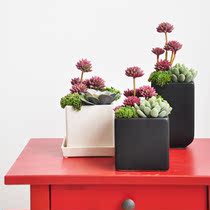 New Products Delight Single Products Emulation Multi-Meat Potted Ceramic Flower Pot Decorations Plant Pendulum t08