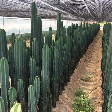 无刺仙人掌盆栽-无刺仙人掌盆栽促销价格、无刺仙人掌盆栽品牌- 淘宝