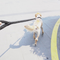 Golden retriever Samoyed Labrador dog leash medium large dog leash dog chain corgi dog walking rope