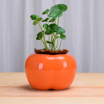 Creative Persimmon vase water-raising green Diola hydroponic flower pot ceramic Persimmon Ruyi Nordic living room desktop decoration ornaments