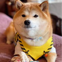 Pooch Chest Back Coat With Rope Chai Dog Kirky Bulldog Pets Traction Rope Small And Medium Dog Walk Dog Trend Day Style New