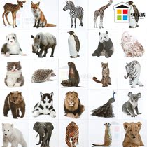 Nordic kindergarten wall tile lion elephant Tiger animal small flower brick childrens room amusement park non-slip floor tiles