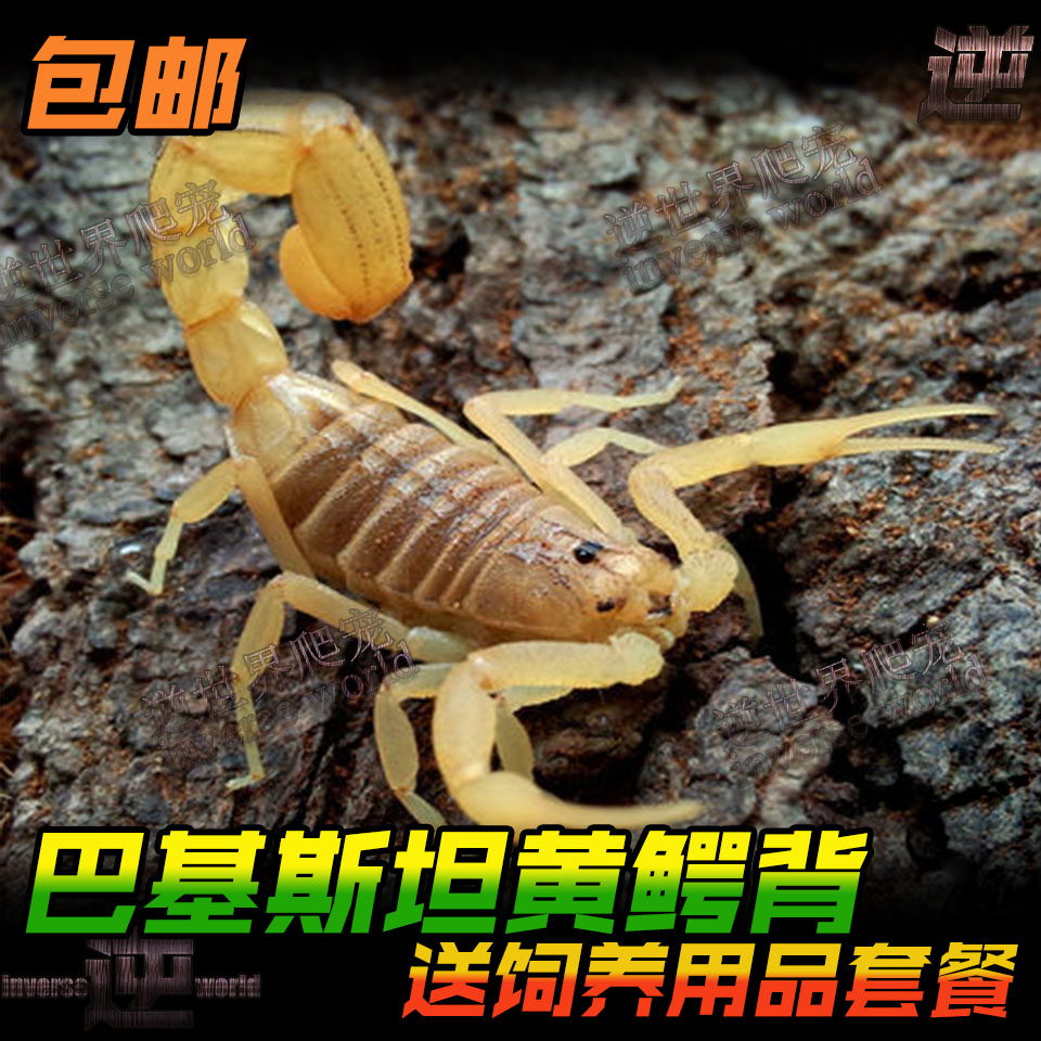 Pakistan yellow crocodile-backed scorpion Desert Scorpion Live pet Scorpion Live scorpion Black thick black fat scorpion Live ferocious
