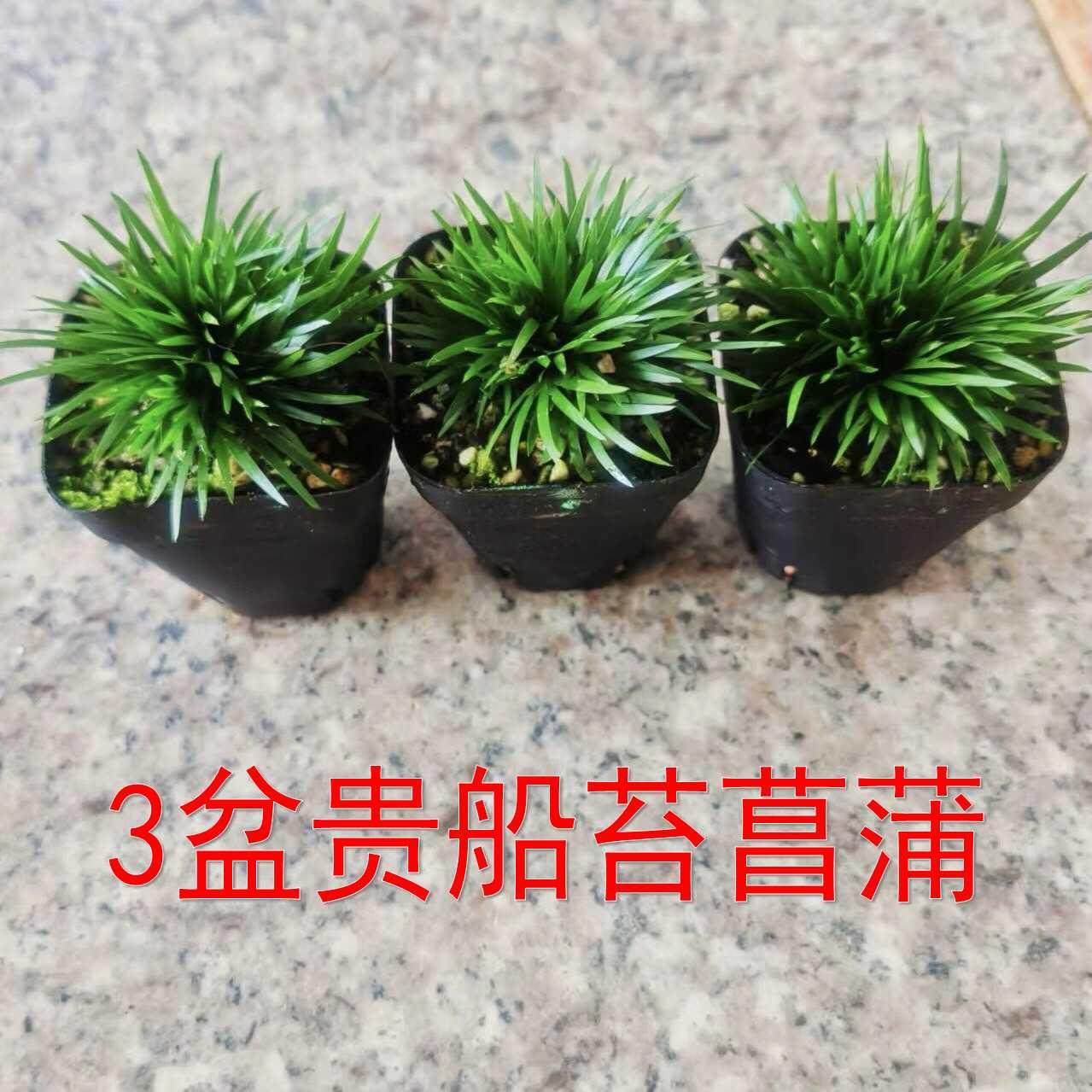 菖蒲盆景文房摆件-菖蒲盆景文房摆件促销价格、菖蒲盆景文房摆件品牌- 淘宝