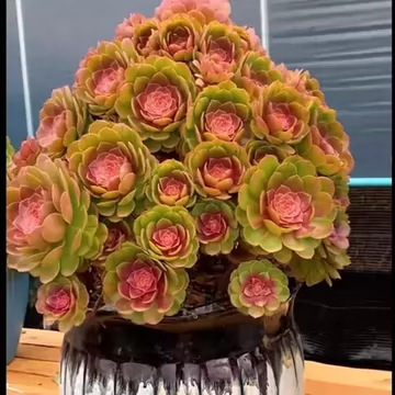 法师多肉植物老桩-法师多肉植物老桩促销价格、法师多肉植物老桩品牌- 淘宝