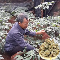 Yunnan Wenshan 37 30 30 35 Head sliding head Sub-spring Tian Tian Seven farmhouses Zhao Lao Dad imitating wild video grinding ultra fine powder
