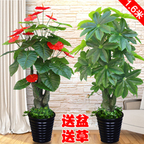 Simulation of fake trees fortune trees living room furnishings interior decoration large landing potted plants bonsai plants green plants plastic fake flowers