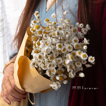 Natural real flowers spring picnic photo decoration rhododendron pure small daisy rhododendron dried flowers gift bouquet
