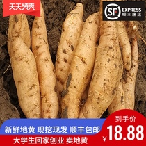 Fresh Rehmannia Pure Wild Fresh Ground Pith Fresh Rehmannia Root Shandong Farmhouse is now digging and found 500g Shunfeng