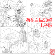 The line drawing line drawing line drawing lotus 58 high-definition pictures electronic version of the necessary materials for beginners