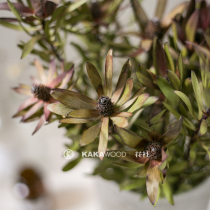 Imported dried flowers Natural yellow-green eternal flowers Home soft decoration flower arrangement flower decoration flower photo props wood lily